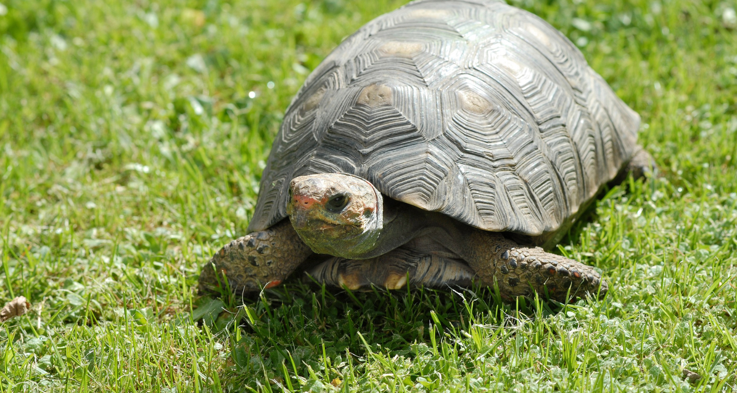 Story of Awakening Lifestyle Community Spirituality Relationships Love Light Meditation Oneness Earth Balance Healing Shop Store Charity Tree Nature Read Write Crystals Jewelry Clothing Quote Shirt Spirit Animal Symbolism Zodiac Turtle