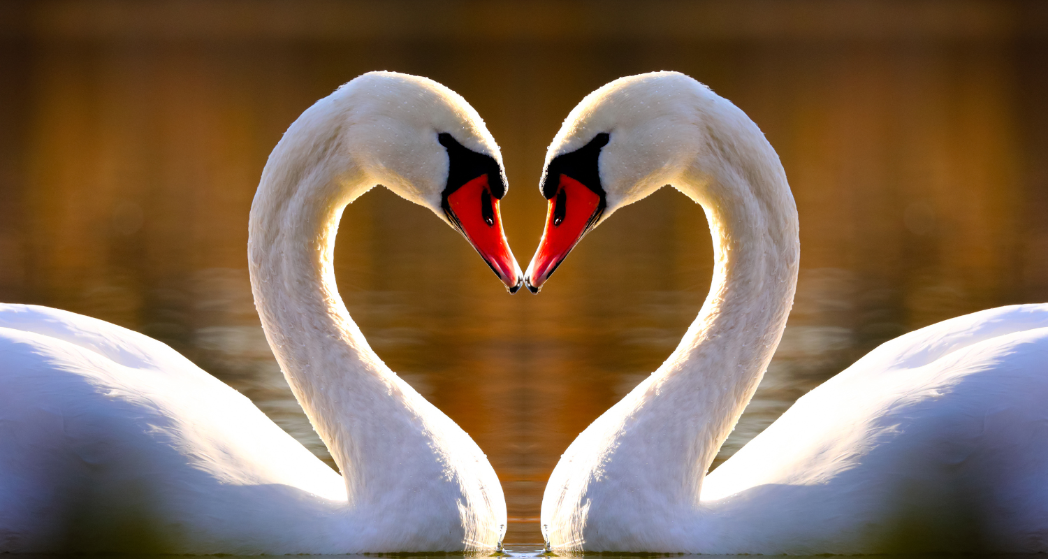 Story of Awakening Lifestyle Community Spirituality Relationships Love Light Meditation Oneness Earth Balance Healing Shop Store Charity Tree Nature Read Write Crystals Jewelry Clothing Quote Shirt Spirit Animal Symbolism Zodiac Swan