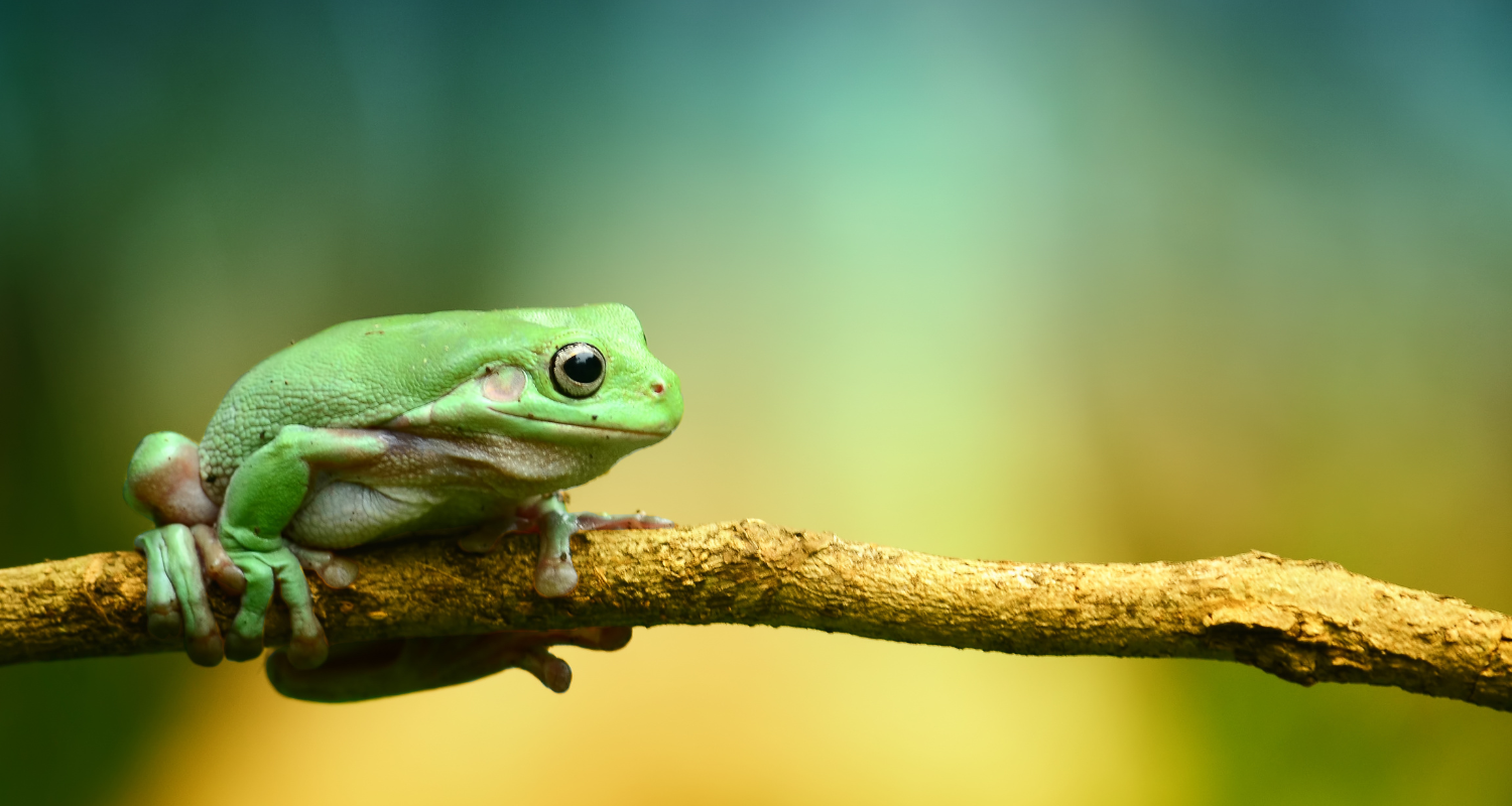 Story of Awakening Lifestyle Community Spirituality Relationships Love Light Meditation Oneness Earth Balance Healing Shop Store Charity Tree Nature Read Write Crystals Jewelry Clothing Quote Shirt Spirit Animal Symbolism Zodiac Frog