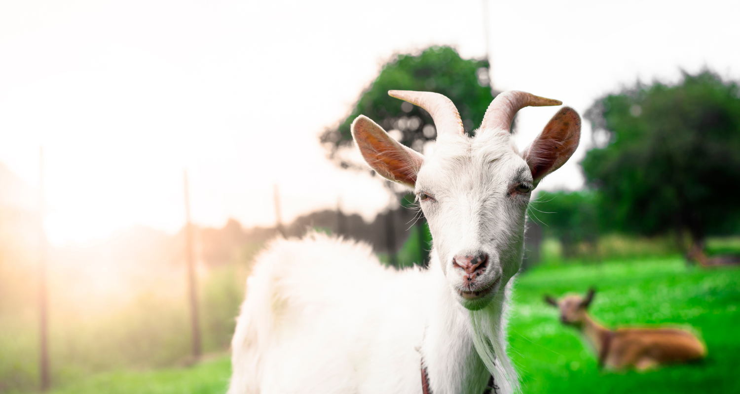 Story of Awakening Lifestyle Community Spirituality Relationships Love Light Meditation Oneness Earth Balance Healing Shop Store Charity Tree Nature Read Write Crystals Jewelry Clothing Quote Shirt Spirit Animal Symbolism Zodiac Goat
