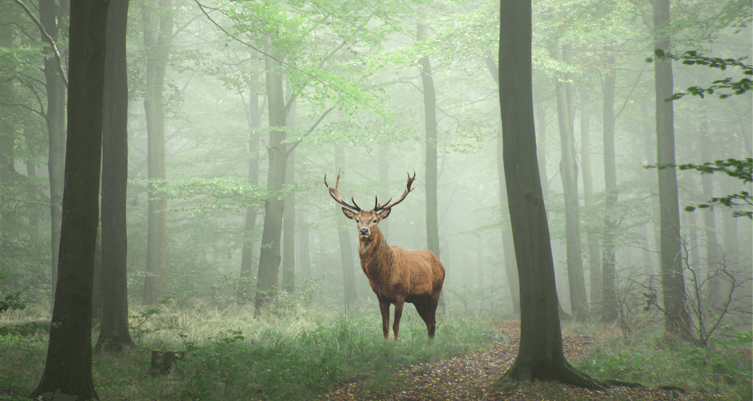Story of Awakening Lifestyle Community Spirituality Relationships Love Light Meditation Oneness Earth Balance Healing Shop Store Charity Tree Nature Read Write Crystals Jewelry Clothing Quote Shirt Spirit Animal Zodiac