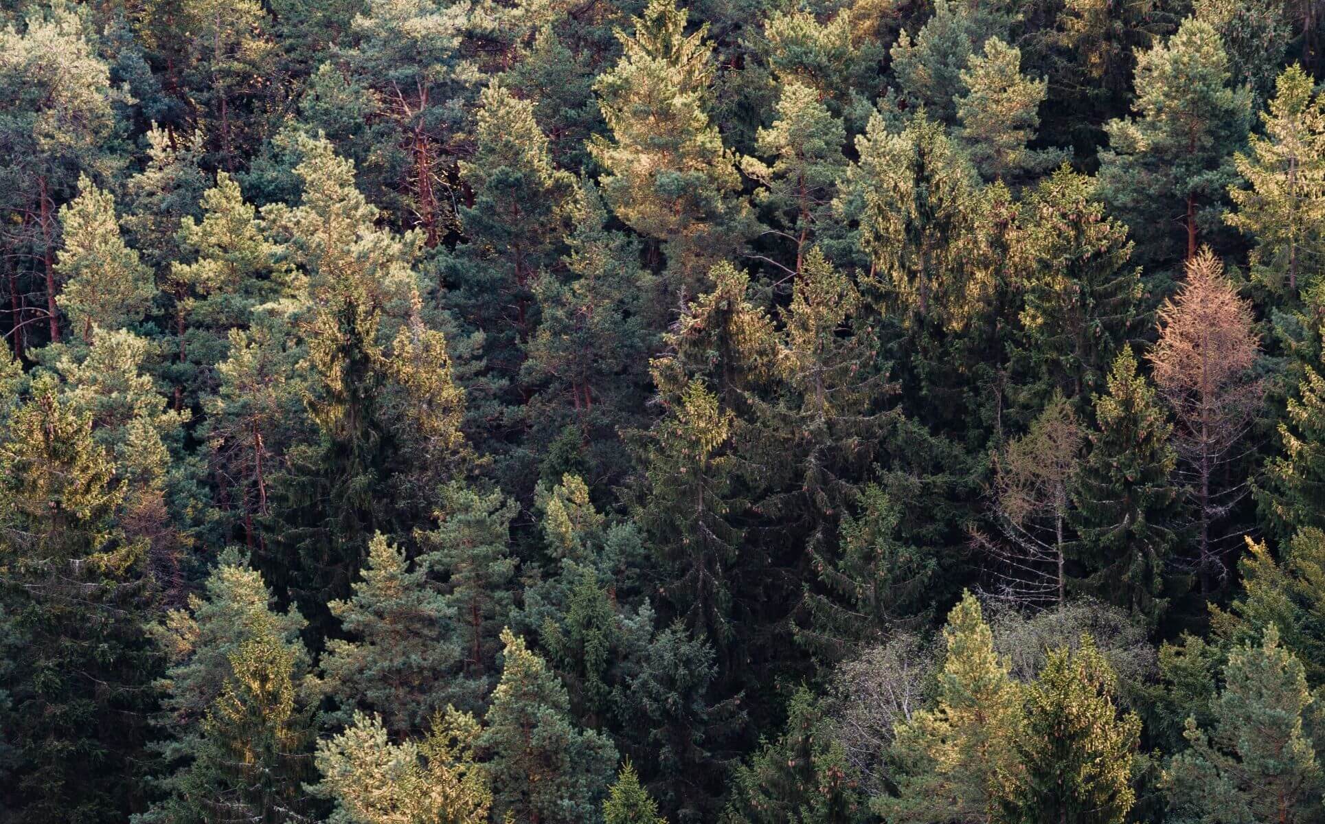 Story of Awakening Plant a tree Give back