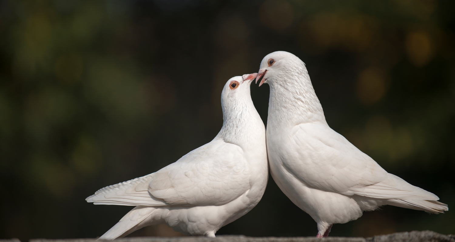 Dove Symbolism and Meaning as Spirit, Totem, and Power Animal
