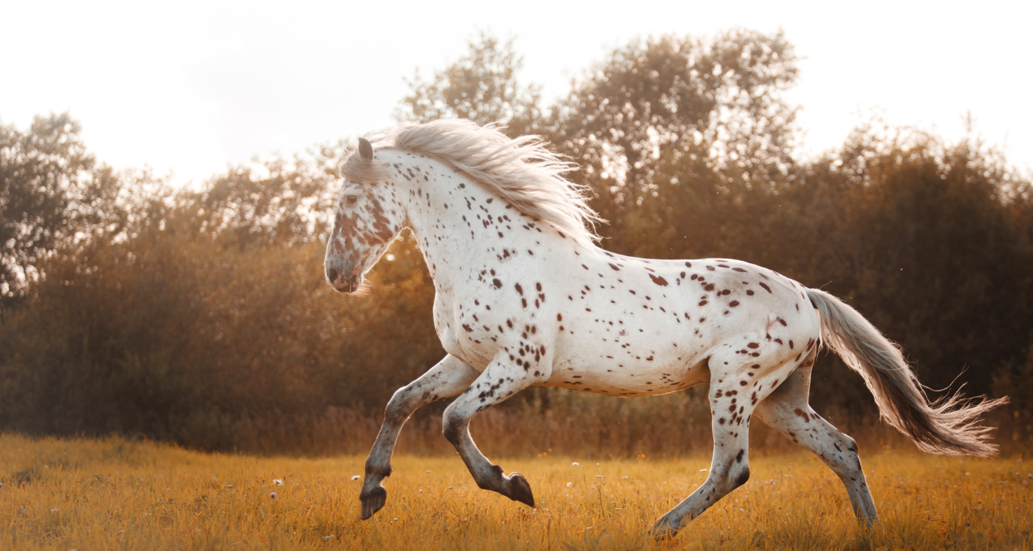 Story of Awakening Lifestyle Community Spirituality Relationships Love Light Meditation Oneness Earth Balance Healing Shop Store Charity Tree Nature Read Write Crystals Jewelry Clothing Quote Shirt Spirit Animal Symbolism Zodiac Horse